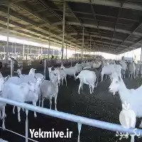 دوره غیرحضوری آموزش بز سانن در گروه دوره آموزش کشاورزی در یکمیوه