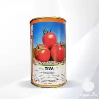 قیمت خرید بذر گوجه فرنگی تیوا در تهران در گروه خرید و فروش بذر گوجه در یکمیوه