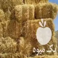 فروش کلش پرسی در میانه در گروه خوراک دام و طیور در یکمیوه