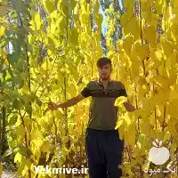 قیمت خرید نهالستان آذر رویال علی در ارومیه در گروه خرید و فروش نهالستان در یکمیوه