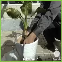 قیمت خرید تعویض خاک گلدان جابجایی در مشهد در گروه خرید و فروش گیاهان زینتی در یکمیوه