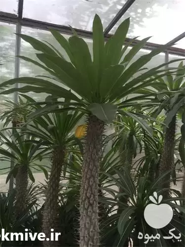 قیمت خرید فوری نخل ماداگاسکار در تهران در گروه خرید و فروش نهال خرما در یکمیوه -عکس1