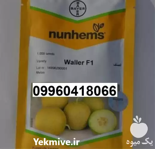 قیمت خرید بذر طالبی والر F 1 در مشهد در گروه خرید و فروش بذر طالبی در یکمیوه -عکس1