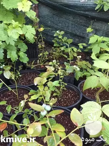 فروش نهال بلوبری در مشهد در گروه خرید و فروش نهال بلوبری در یکمیوه -عکس1