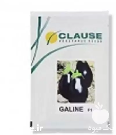 فروش بذر بادمجان گالین در گروه خرید و فروش بذر بادمجان در یکمیوه -عکس1