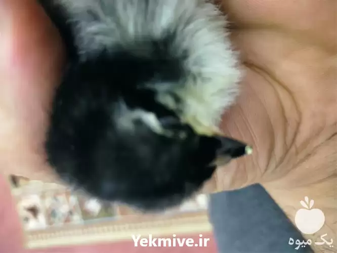 قیمت خرید تخم نطفه دار مرغ در گروه مرغ و خروس و بوقلمون و اردک قو قاز در یکمیوه -عکس1