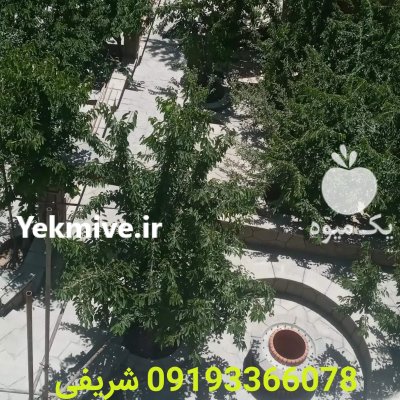 فروش سنگ لاشه در تهران اجرای در گروه سازنده در یکمیوه -عکس2