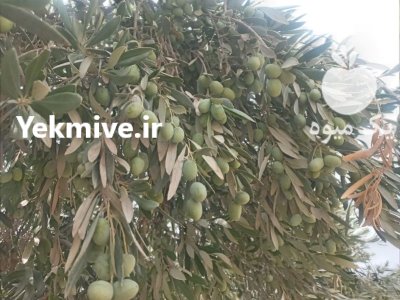 مزایده زیتون سردرختی شرکت مینو در گروه خرید و فروش زیتون در یکمیوه -عکس1