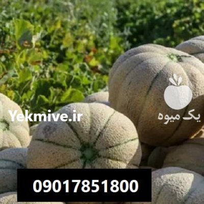 فروش بذر طالبی سوپر سمسوری گرین در اهواز در گروه خرید و فروش بذر طالبی در یکمیوه -عکس1