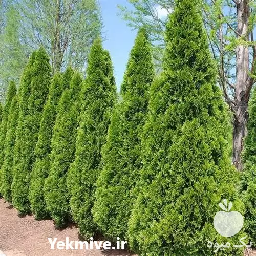 قیمت خرید انواع گل گیاه حیاط در تهران در گروه خرید و فروش و قیمت کاج در یکمیوه -عکس1