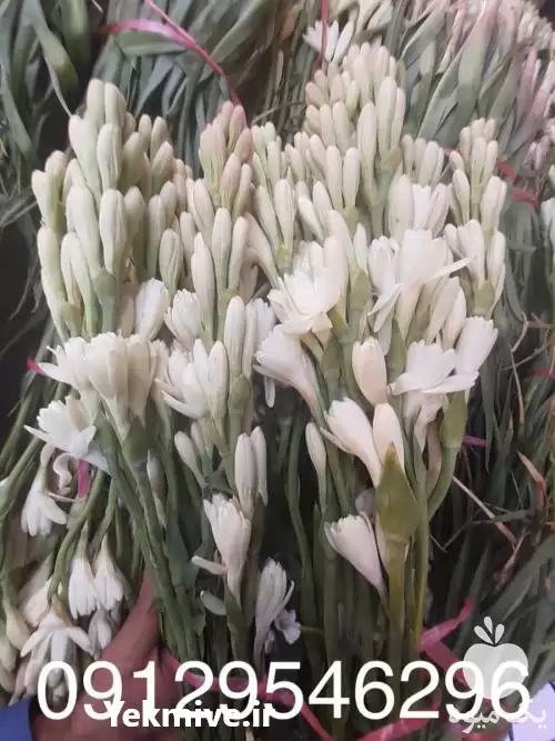 قیمت خرید گل مریم در تهران در گروه خرید و فروش گیاهان زینتی در یکمیوه -عکس1
