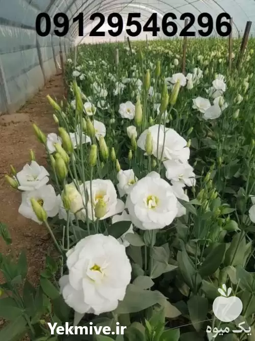 فروش عمده گل لیسین توس در تهران در گروه خرید و فروش گیاهان زینتی در یکمیوه -عکس1