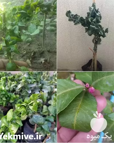 فروش نهال لیموترش پیچ پیوندی در ساری در گروه خرید و فروش نهال لیمو ترش در یکمیوه -عکس1