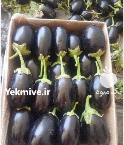بادمجان صادراتی در جهرم در گروه خرید و فروش بادمجان در یکمیوه -عکس1