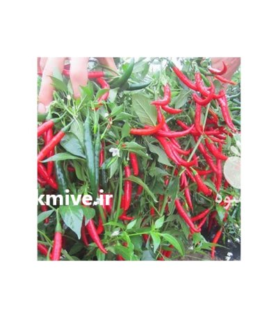 فلفل تند و دلمه در جهرم در گروه خرید و فروش فلفل در یکمیوه -عکس1