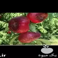 قیمت خرید نهال شلیل انجیری پیوندی در ساری در گروه خرید و فروش نهال میوه در یکمیوه
