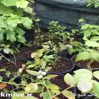 فروش نهال بلوبری در مشهد در گروه خرید و فروش نهال بلوبری در یکمیوه