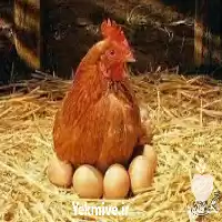 آگهی مشابه فروش مرغ نیک چیک در گروه مرغ و خروس و بوقلمون و اردک قو قاز در یکمیوه