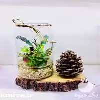 فروش تراریوم جذاب در انواع مختلف در رشت در گروه خرید و فروش گیاهان زینتی در یکمیوه