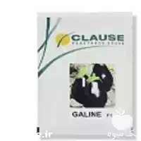 فروش بذر بادمجان گالین در گروه خرید و فروش بذر بادمجان در یکمیوه