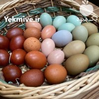 تخم بوقلمون خوراکی در اصفهان در گروه انواع تخم ها در یکمیوه