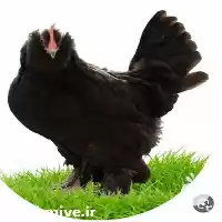 آگهی مشابه قیمت خرید تخم جوجه مرندی قره در تبریز در گروه انواع تخم ها در یکمیوه