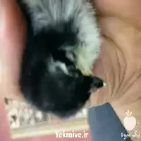 قیمت خرید تخم نطفه دار مرغ در گروه مرغ و خروس و بوقلمون و اردک قو قاز در یکمیوه