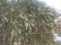 مزایده زیتون سردرختی شرکت مینو در گروه خرید و فروش زیتون در یکمیوه