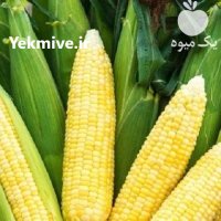 فروش بذر ذرت تارگت سینجنتا در اهواز در گروه خرید و فروش بذر ذرت در یکمیوه