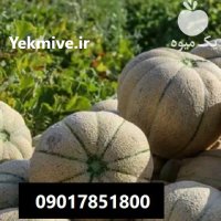 فروش بذر طالبی سوپر سمسوری گرین در اهواز در گروه خرید و فروش بذر طالبی در یکمیوه