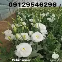 فروش عمده گل لیسین توس در تهران در گروه خرید و فروش گیاهان زینتی در یکمیوه