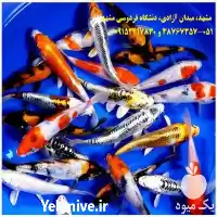 فروش ویژه انواع ماهی کوی صادراتی در گروه خرید و فروش ماهی کوی در یکمیوه