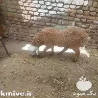 فروش گوسفند زنده در تهران در گروه گاو و گوسفند و میش و بز کهره گوساله در یکمیوه