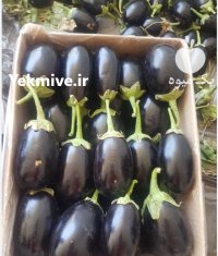 بادمجان صادراتی در جهرم در گروه خرید و فروش بادمجان در یکمیوه