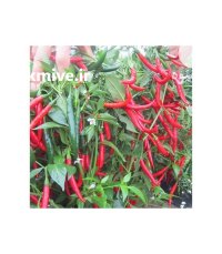 فلفل تند و دلمه در جهرم در گروه خرید و فروش فلفل در یکمیوه