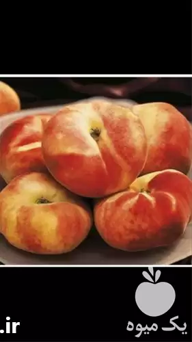 فروش نهال هلو انجیری گلدانی saturn در ساری در گروه خرید و فروش نهال در یکمیوه -عکس1