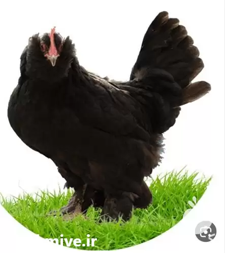 قیمت خرید جوجه مرندی اصیل در تهران در گروه مرغ و خروس و بوقلمون و اردک قو قاز در یکمیوه -عکس1