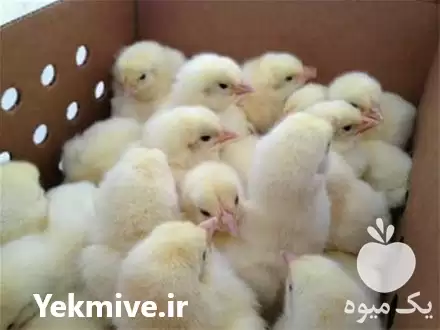 قیمت خرید جوجه مرغ تخمگذار یکروزه در اصفهان در گروه مرغ و خروس و بوقلمون و اردک قو قاز در یکمیوه -عکس1