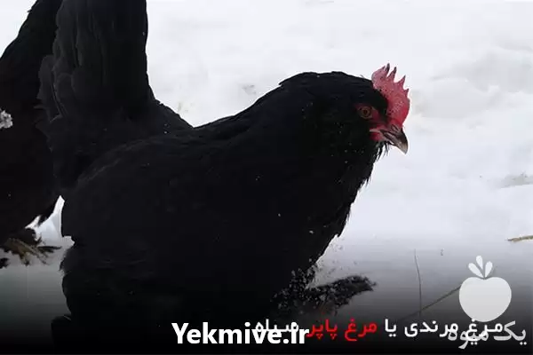 فروش تخم جوجه نیمچه مرغ مرندی در یزد در گروه انواع تخم ها در یکمیوه -عکس1