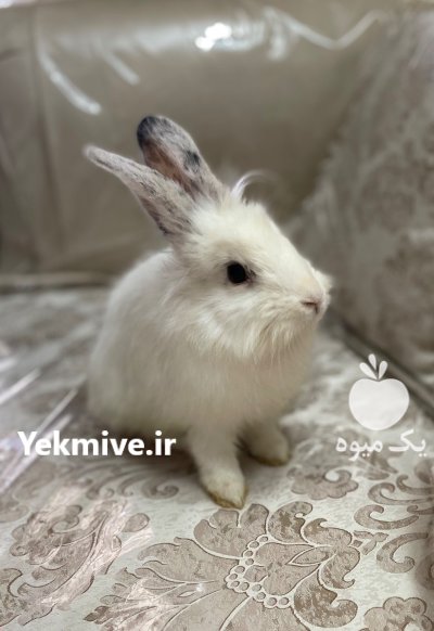 خرگوش نر سالم در گروه حیوانات خانگی در یکمیوه -عکس2