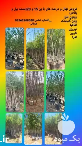 فروش انواع نهال درخت زینتی بن در گروه خرید و فروش نهال درخت در یکمیوه -عکس1