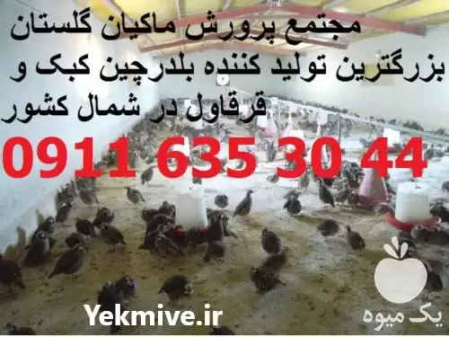 پرورش فروش کبک در استان گلستان در گروه خرید و فروش انواع پرنده در یکمیوه -عکس1