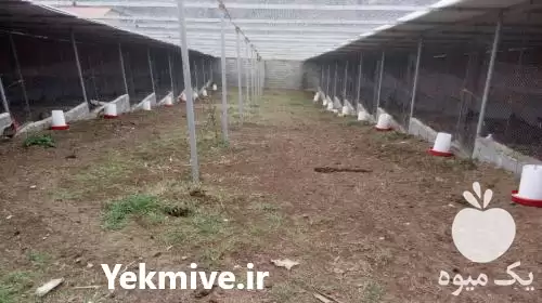 قیمت خرید انواع تخم نطفه دار بوقلمون قرقاول طاوس در گروه انواع تخم ها در یکمیوه -عکس1