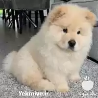 قیمت خرید سگ چاو چاو نژاددار در تهران در گروه سگ و گربه در یکمیوه