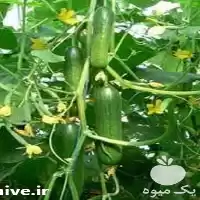 فروش بذر خیار ماکسول در یزد در گروه خرید و فروش بذر خیار در یکمیوه