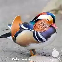 قیمت خرید تخم نطفه دار اردک در ساری در گروه انواع تخم ها در یکمیوه