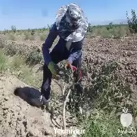 آگهی مشابه پیوند زنی و پیوندک پسته در کرمان  در گروه خرید و فروش نهال پسته در یکمیوه