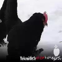 قیمت خرید مرغ مرندی پاپر سیاه در گروه مرغ و خروس و بوقلمون و اردک قو قاز در یکمیوه