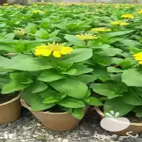 فروش انواع گل های گلدانی در تهران در گروه خرید و فروش گیاهان زینتی در یکمیوه