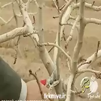 فروش هرس و فرم دهی درختان در تبریز در گروه هرس کاری در یکمیوه